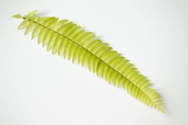 Eğreltiotu yaprağı beyaz arkaplanda izole