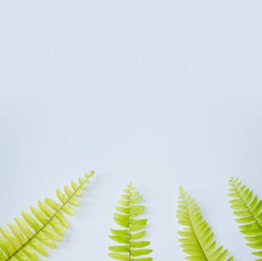 eğreltiotu dalları beyaz arkaplanda izole edilmiş. düz yatış, üst görünüm