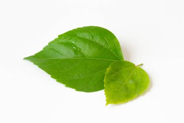 Beyaz bir arka planda yalıtılmış amyam bırakır. Tahsilat. Tam alan derinliği.