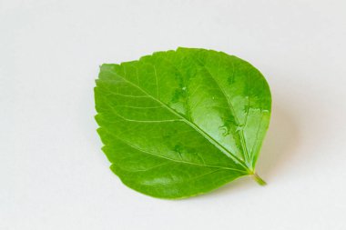 Beyaz bir arka planda yalıtılmış amyam bırakır. Tahsilat. Tam alan derinliği.