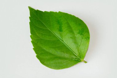 Beyaz bir arka planda yalıtılmış amyam bırakır. Tahsilat. Tam alan derinliği.