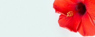 parlak büyük çiçekler ve kırmızı amber tomurcukları siyah arkaplanda izole edilmiş.