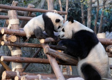 Çin 'in Sichuan kentindeki Chengdu Panda Rezervi' nde (Dev Panda Üretimi 'nin Chengdu Araştırma Üssü) panda anne ve yavrusu. İki panda birbirine bakıyor. Panda ve yavrusu Chengdu, Çin 'deki Panda rezervinde.