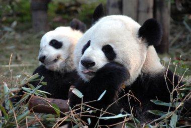 Çin 'in Sichuan kentindeki Chengdu Panda Rezervi' nde (Dev Panda Üretimi 'nin Chengdu Araştırma Üssü) iki panda. Panda bambu yiyor. Bir panda ileriye bakar, bir panda sola. Bambu soslu pandalar.