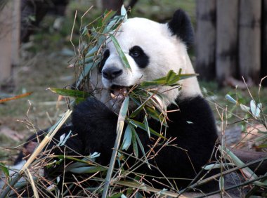 Çin 'in Sichuan kentindeki Chengdu Panda Rezervi' nde (Chengdu Dev Panda Üretimi Araştırma Üssü) panda. Panda bambu yiyor. Pandanın yüzünü bambuyla kapatın. Klasik panda portresi..