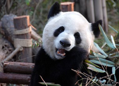  Çin 'in Sichuan kentindeki Chengdu Panda Rezervi' nde (Chengdu Dev Panda Üretimi Araştırma Üssü) panda. Panda bambu yiyor. Panda, kameraya doğru bakıyor. Bambu Chengdu 'lu panda