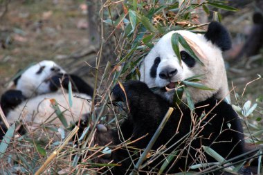 Çin 'in Sichuan kentindeki Chengdu Panda Rezervi' nde (Dev Panda Üretimi 'nin Chengdu Araştırma Üssü) iki panda. Panda bambu yiyor. Bir panda yukarıda oturuyor, diğeri yalan söylüyor. Chengdu rezervindeki pandalar, Çin
