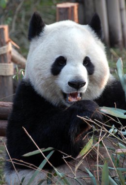 Çin 'in Sichuan kentindeki Chengdu Panda Rezervi' nde (Chengdu Dev Panda Üretimi Araştırma Üssü) panda. Panda bambu yiyor ve kameraya bakıyor. Portre fotoğrafı. Bambu Chengdu 'lu panda