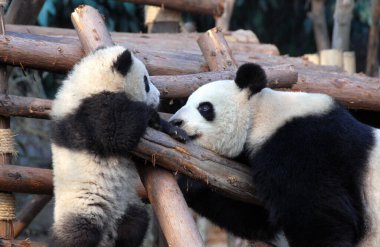 Çin 'in Sichuan kentindeki Chengdu Panda Rezervi' nde (Dev Panda Üretimi 'nin Chengdu Araştırma Üssü) panda anne ve yavrusu. İki panda birbirine bakıyor. Panda ve yavrusu Chengdu, Çin 'deki Panda rezervinde.
