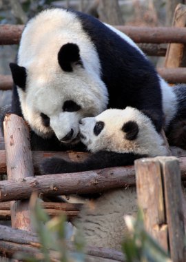 Çin 'in Sichuan kentindeki Chengdu Panda Rezervi' nde (Dev Panda Üretimi 'nin Chengdu Araştırma Üssü) panda anne ve yavrusu. İki panda birbiriyle oynuyor. Rezerv pandalar yetiştirmesiyle ünlüdür. Her yıl burada birçok yavru doğar..