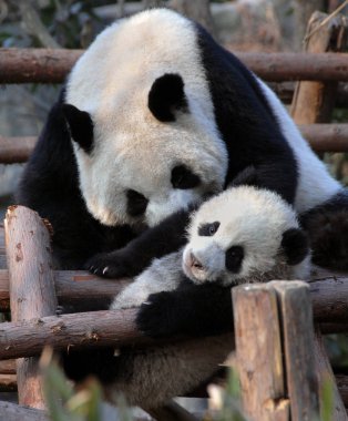 Çin 'in Sichuan kentindeki Chengdu Panda Rezervi' nde (Dev Panda Üretimi 'nin Chengdu Araştırma Üssü) panda anne ve yavrusu. İki panda birbiriyle oynuyor. Yavru Panda, Chengdu rezervi, Çin