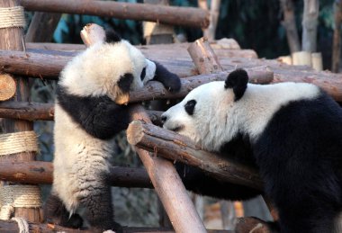 Çin 'in Sichuan kentindeki Chengdu Panda Rezervi' nde (Dev Panda Üretimi 'nin Chengdu Araştırma Üssü) panda anne ve yavrusu. İki panda birbirine bakıyor. Panda ve yavrusu Chengdu, Çin 'deki Panda rezervinde.