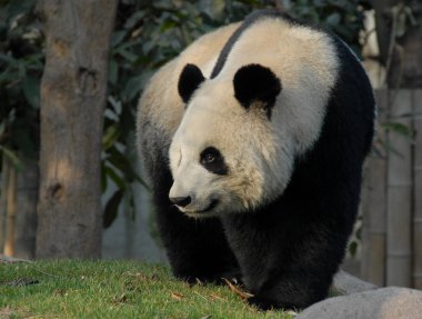 Çin 'in Sichuan kentindeki Chengdu Panda Rezervi' nde (Chengdu Dev Panda Üretimi Araştırma Üssü) panda. Panda gün ışığının altında duruyor. Pandalar yedekte doğar. Chengdu Rezervindeki Panda