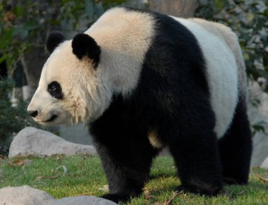 Çin 'in Sichuan kentindeki Chengdu Panda Rezervi' nde (Chengdu Dev Panda Üretimi Araştırma Üssü) panda. Panda gün ışığının altında duruyor. Pandalar yedekte doğar. Chengdu Reserve 'de panda