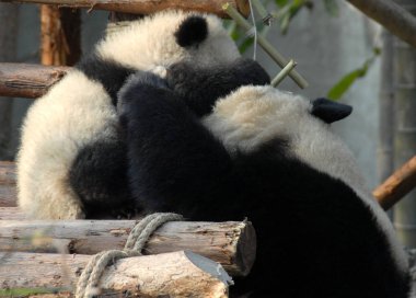 Çin 'in Sichuan kentindeki Chengdu Panda Rezervi' nde (Dev Panda Üretimi 'nin Chengdu Araştırma Üssü) panda anne ve yavrusu. İki panda birbiriyle oynuyor. Anne panda ve yavrusu, Chengdu rezervi, Çin