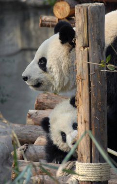 Çin 'in Sichuan kentindeki Chengdu Panda Rezervi' nde (Dev Panda Üretimi 'nin Chengdu Araştırma Üssü) panda anne ve yavrusu. İki panda bir direğin arkasından dışarı bakıyor. Anne panda ve yavrusu, Chengdu rezervi, Çin
