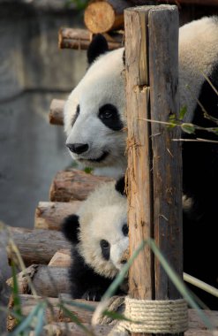 Çin 'in Sichuan kentindeki Chengdu Panda Rezervi' nde (Dev Panda Üretimi 'nin Chengdu Araştırma Üssü) panda anne ve yavrusu. İki panda bir direğin arkasından dışarı bakıyor. Anne panda ve yavrusu, Chengdu rezervi, Çin