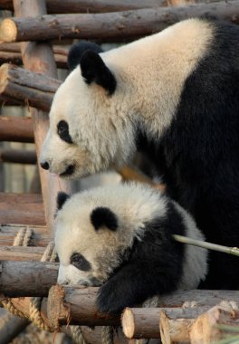 Çin 'in Sichuan kentindeki Chengdu Panda Rezervi' nde (Dev Panda Üretimi 'nin Chengdu Araştırma Üssü) panda anne ve yavrusu. Sola bakan iki panda. Anne dev panda ve yavrusu, Chengdu rezervi, Çin