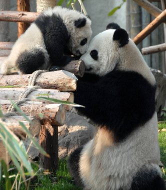Çin 'in Sichuan kentindeki Chengdu Panda Rezervi' nde (Dev Panda Üretimi 'nin Chengdu Araştırma Üssü) panda anne ve yavrusu. İki panda birbirine bakıyor. Anne panda ve yavrusu, Chengdu rezervi, Çin
