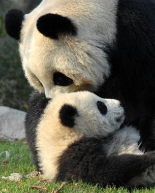 Çin 'in Sichuan kentindeki Chengdu Panda Rezervi' nde (Dev Panda Üretimi 'nin Chengdu Araştırma Üssü) panda anne ve yavrusu. İki panda birbiriyle oynuyor. Birçok panda burada doğar. Panda ve yavrusu, Chengdu