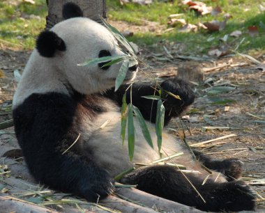 Çin 'in Sichuan kentindeki Chengdu Panda Rezervi' nde (Chengdu Dev Panda Üretimi Araştırma Üssü) panda. Panda bambu yiyor. Bambu pandanın yüzünü örtüyor. Bambulu dev panda, Chengdu rezervi, Çin