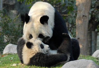 Çin 'in Sichuan kentindeki Chengdu Panda Rezervi' nde (Dev Panda Üretimi 'nin Chengdu Araştırma Üssü) panda anne ve yavrusu. İki panda birbiriyle oynuyor. Birçok panda burada doğar. Panda ve yavrusu, Chengdu