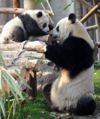Çin 'in Sichuan kentindeki Chengdu Panda Rezervi' nde (Dev Panda Üretimi 'nin Chengdu Araştırma Üssü) panda anne ve yavrusu. İki panda birbirine bakıyor. Anne panda ve yavrusu, Chengdu rezervi, Çin