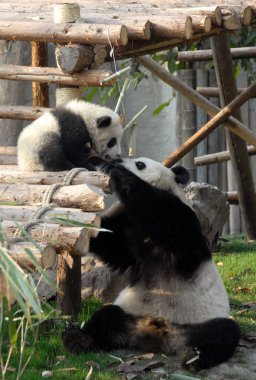 Çin 'in Sichuan kentindeki Chengdu Panda Rezervi' nde (Dev Panda Üretimi 'nin Chengdu Araştırma Üssü) panda anne ve yavrusu. Pandalar birbirine bakıyor. Pandalar burada doğar. Anne panda ve yavrusu, Chengdu rezervi, Çin
