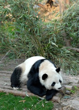 Çin 'in Sichuan kentindeki Chengdu Panda Rezervi' nde (Chengdu Dev Panda Üretimi Araştırma Üssü) panda. Panda ahşap bir güvertede oturuyor. Pandalar burada doğar. Dev Panda, Chengdu rezervi, Çin