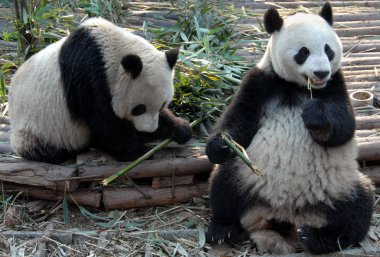 Çin 'in Sichuan kentindeki Chengdu Panda Rezervi' nde (Dev Panda Üretimi 'nin Chengdu Araştırma Üssü) iki panda. Panda bambu yiyor. İki pandanın da tüm vücudunu gösteriyor. Pandalar, Chengdu rezervi