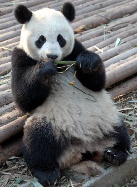 Çin 'in Sichuan kentindeki Chengdu Panda Rezervi' nde (Chengdu Dev Panda Üretimi Araştırma Üssü) panda. Panda bambu yiyor. Pandanın tüm vücudunu gösteriyor. Bambu yiyen dev panda, Chengdu rezervi, Çin