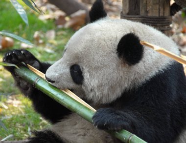 Çin 'in Sichuan kentindeki Chengdu Panda Rezervi' nde (Chengdu Dev Panda Üretimi Araştırma Üssü) panda. Panda bambu yiyor. Pandaya tepeden bakıyor. Bambu yiyen dev panda, Chengdu rezervi, Çin