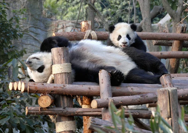 Panda Mãe Filhote Reserva Panda Chengdu Base Pesquisa Criação Panda — Fotografia de Stock