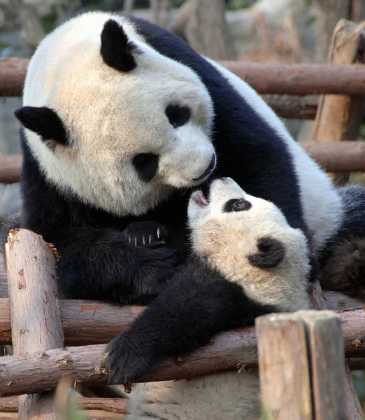 Çin 'in Sichuan kentindeki Chengdu Panda Rezervi' nde (Dev Panda Üretimi 'nin Chengdu Araştırma Üssü) panda anne ve yavrusu. İki panda birbiriyle oynuyor. Yavru Panda, Chengdu rezervi, Çin