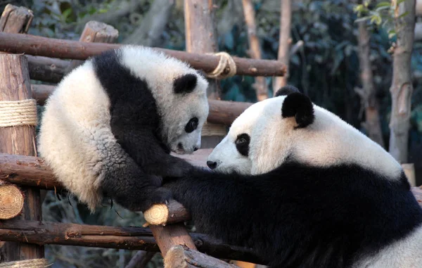 Panda mother and cub at Chengdu Panda Reserve (Chengdu Research Base of Giant Panda Breeding) in Sichuan, China. Two pandas looking at each other. Panda with cub at the Panda Reserve in Chengdu, China