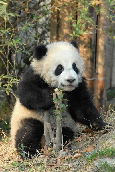 四川成都盘大熊猫保护区 成都大熊猫繁育研究基地 的熊猫幼崽 一只熊猫宝宝在阳光下 这个保护区以饲养大熊猫而闻名 每年都有很多小宝宝出生在这里 — 图库照片