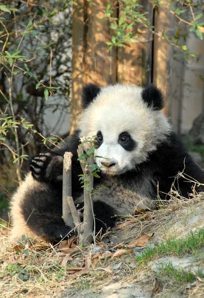 四川成都盘大熊猫保护区 成都大熊猫繁育研究基地 的熊猫幼崽 一只熊猫宝宝在阳光下 这个保护区以饲养大熊猫而闻名 每年都有很多小宝宝出生在这里 — 图库照片
