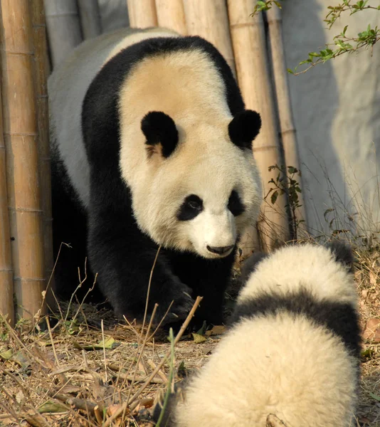 四川成都盘大熊猫保护区 成都大熊猫繁育研究基地 的熊猫妈妈和小宝宝 两只大熊猫在阳光下互相凝视 位于中国成都熊猫保护区的熊猫和幼崽 — 图库照片