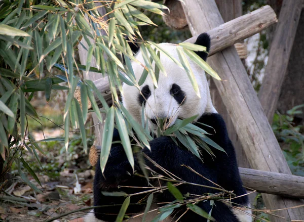 四川成都大熊猫保护区 成都大熊猫繁育研究基地 的大熊猫 熊猫在吃竹子 熊猫从竹子后面看去 成都地区熊猫保护区的竹子熊猫 — 图库照片
