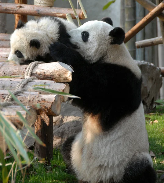 Madre Cachorro Panda Reserva Panda Chengdu Base Investigación Chengdu Cría — Foto de Stock