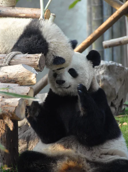 Panda Mãe Filhote Reserva Panda Chengdu Base Pesquisa Criação Panda — Fotografia de Stock