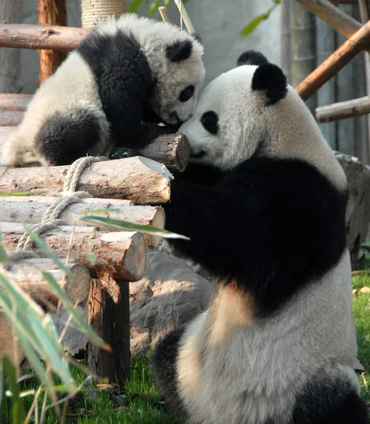 Çin 'in Sichuan kentindeki Chengdu Panda Rezervi' nde (Dev Panda Üretimi 'nin Chengdu Araştırma Üssü) panda anne ve yavrusu. İki panda birbirine bakıyor. Anne panda ve yavrusu, Chengdu rezervi, Çin
