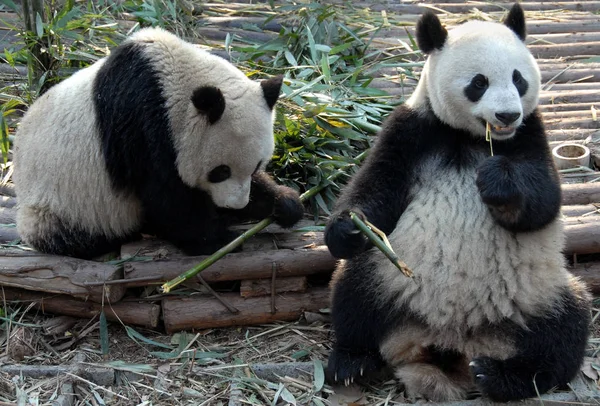 Two pandas at Chengdu Panda Reserve (Chengdu Research Base of Giant Panda Breeding) in Sichuan, China. The panda bears are eating bamboo. Showing the full body of both pandas. Pandas, Chengdu Reserve