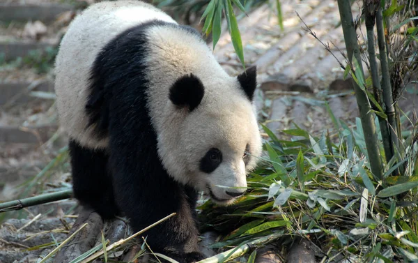 Panda Chengdu Panda Reserve Chengdu Research Base Giant Panda Breeding — Photo