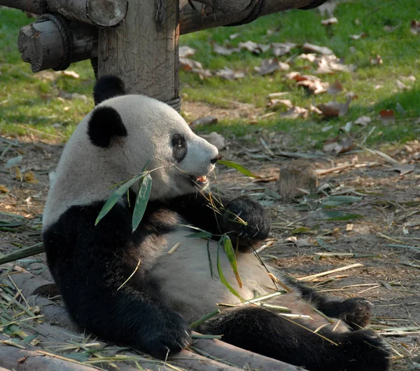 Panda Reserva Panda Chengdu Base Pesquisa Criação Panda Gigante Chengdu — Fotografia de Stock