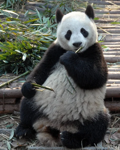 四川成都大熊猫保护区 成都大熊猫繁育研究基地 的大熊猫 熊猫在吃竹子 展示熊猫的全身 中国成都保护区大熊猫 — 图库照片