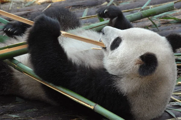 Panda at Chengdu Panda Reserve (Chengdu Research Base of Giant Panda Breeding) in Sichuan, China. The panda bear is eating bamboo and is lying on its back.  Giant Panda eating bamboo, Chengdu Reserve, China