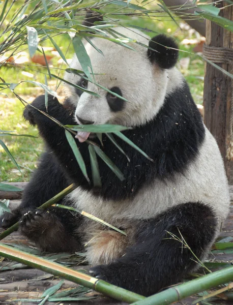 Panda Reserva Panda Chengdu Base Pesquisa Criação Panda Gigante Chengdu — Fotografia de Stock
