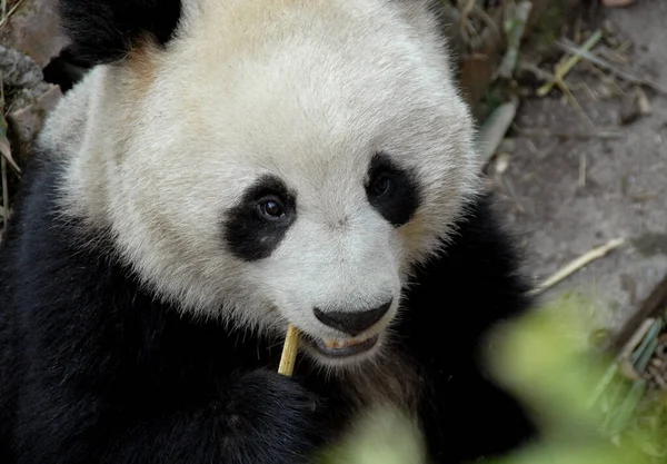 四川成都大熊猫保护区 成都大熊猫繁育研究基地 的大熊猫 熊猫在吃竹子 靠拢脸 肖像镜头 中国成都保护区大熊猫 — 图库照片