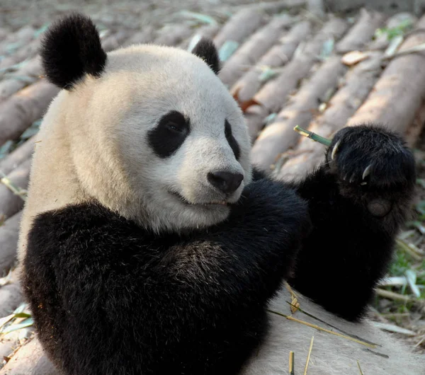 四川成都大熊猫保护区 成都大熊猫繁育研究基地 的大熊猫 熊猫在吃竹子 近视的脸和爪子 大熊猫 中国成都 — 图库照片